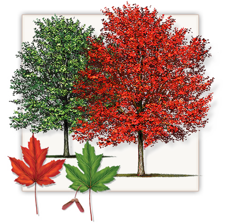 Autumn Blaze Maple