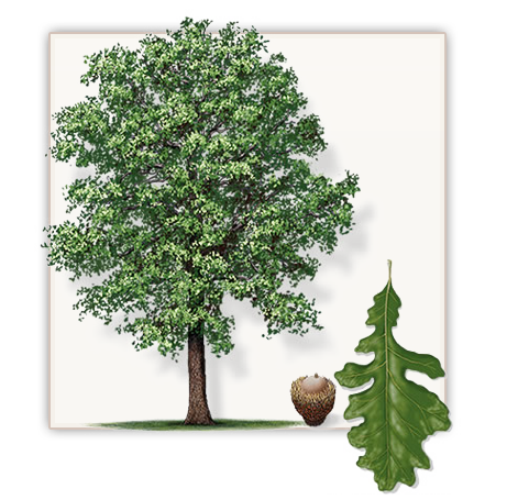 Bur Oak