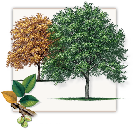 Cedar Elm