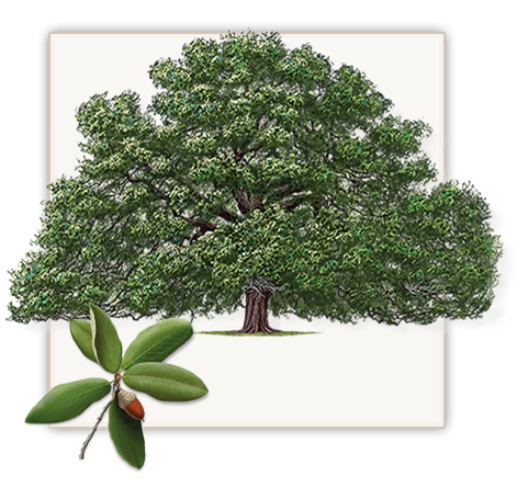Live Oak