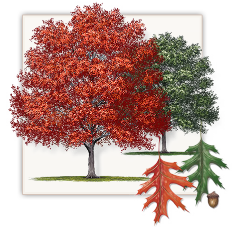 Shumard Red Oak