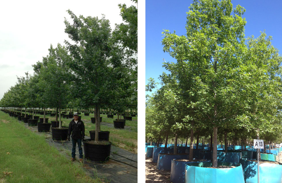 Shumard Red Oak