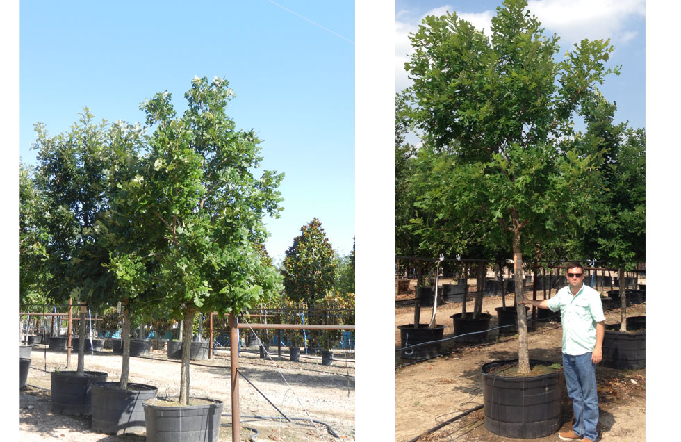 Bur Oak