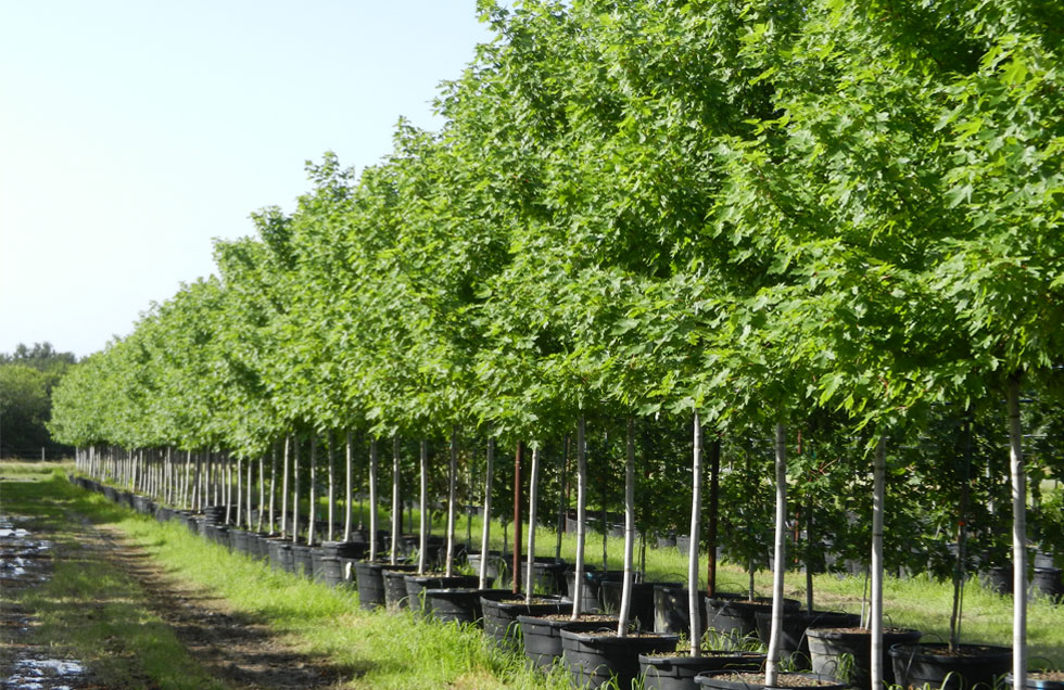 Autumn Blaze Maple