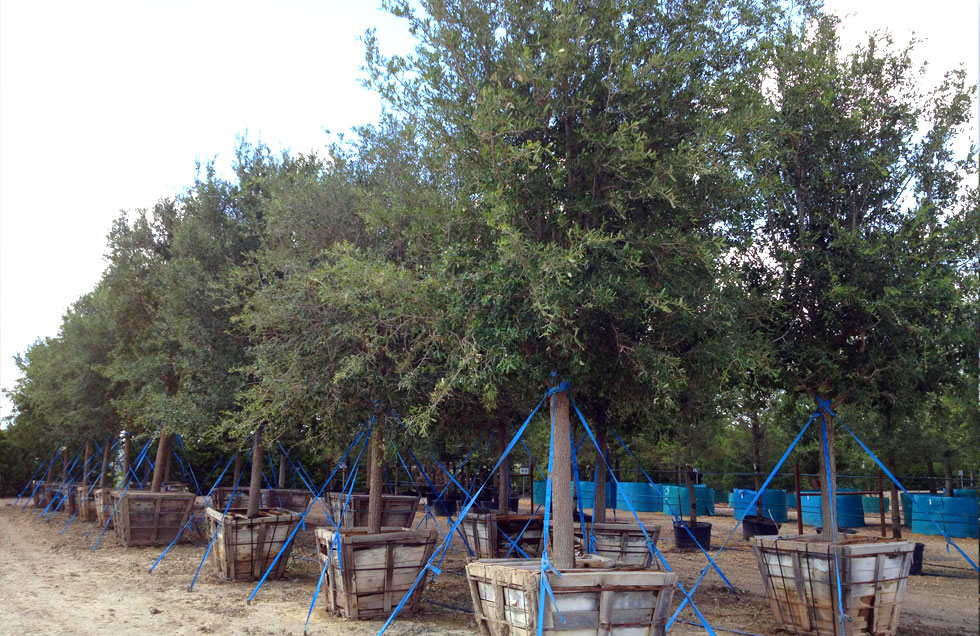 Live Oak