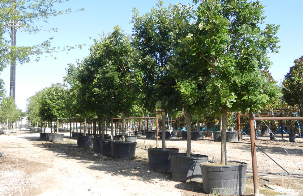 Bur Oak