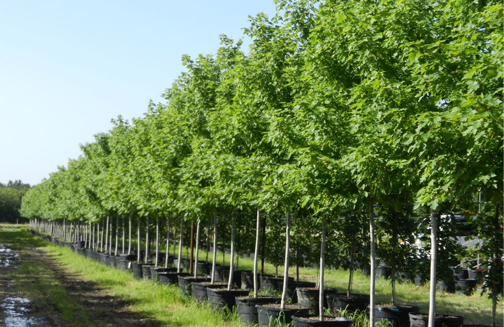 Autumn Blaze Maple