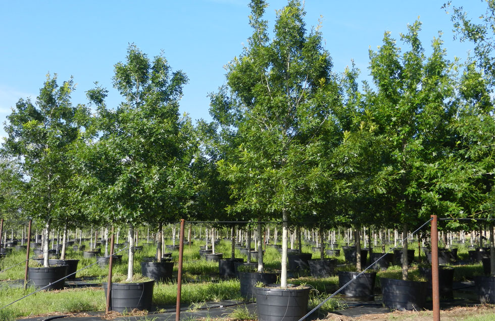 Shumard Red Oak
