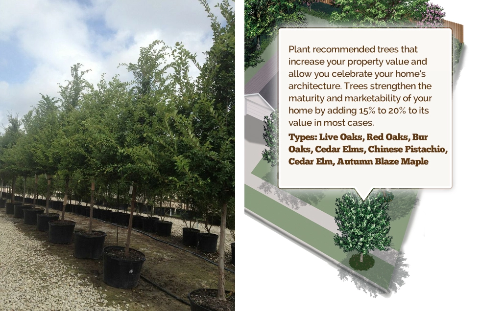 Cedar Elm