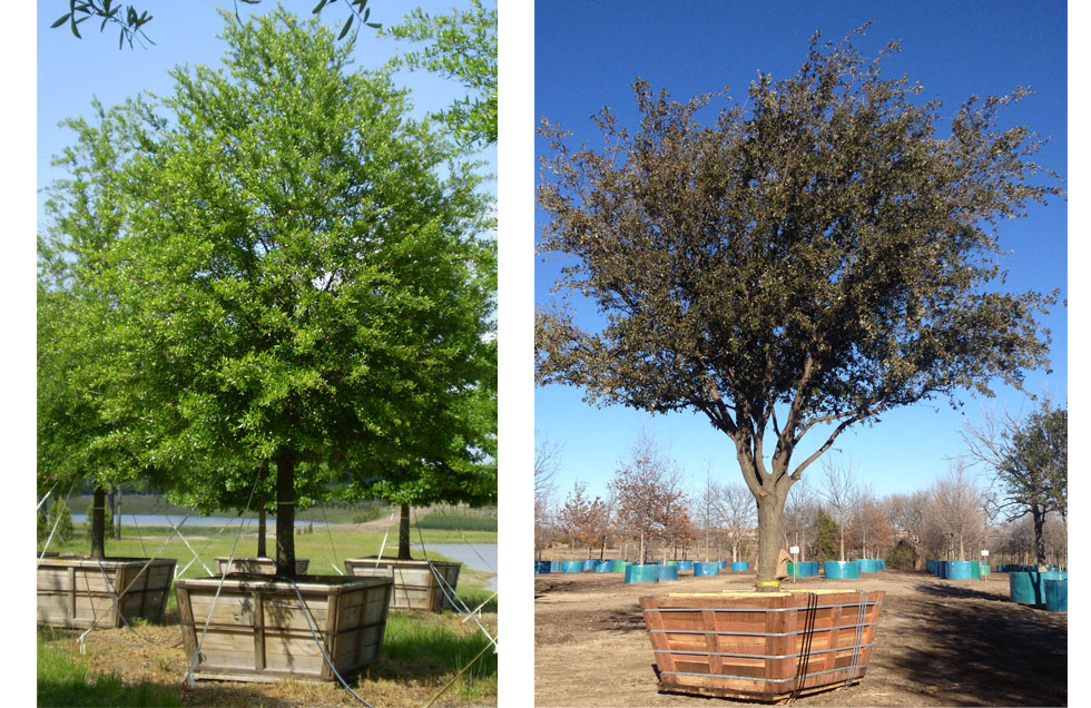 Live Oak