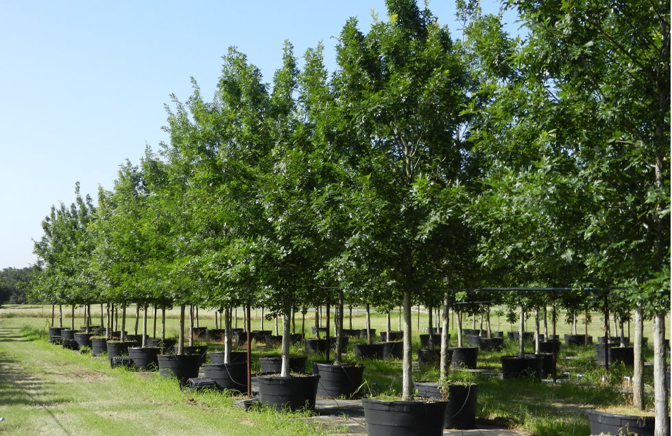 Shumard Red Oak