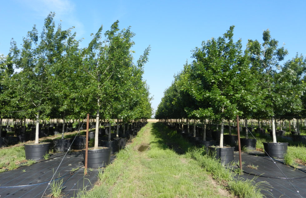 Shumard Red Oak