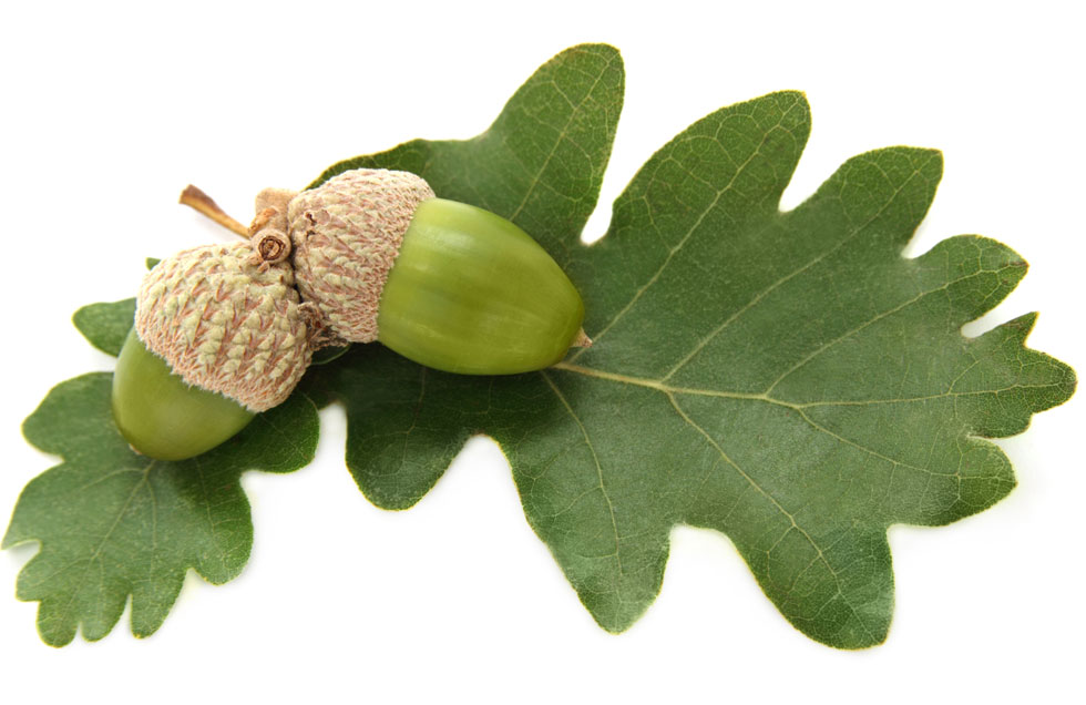 Bur Oak