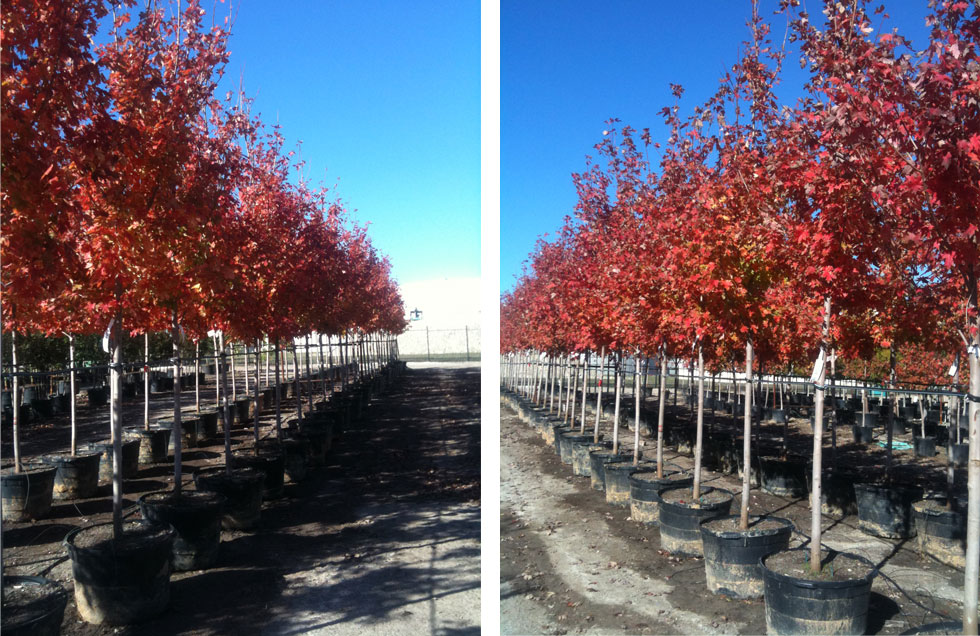 Autumn Blaze Maple