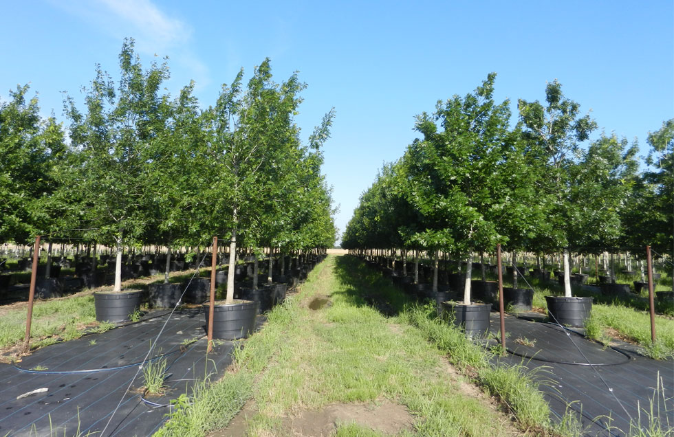Shumard Red Oak
