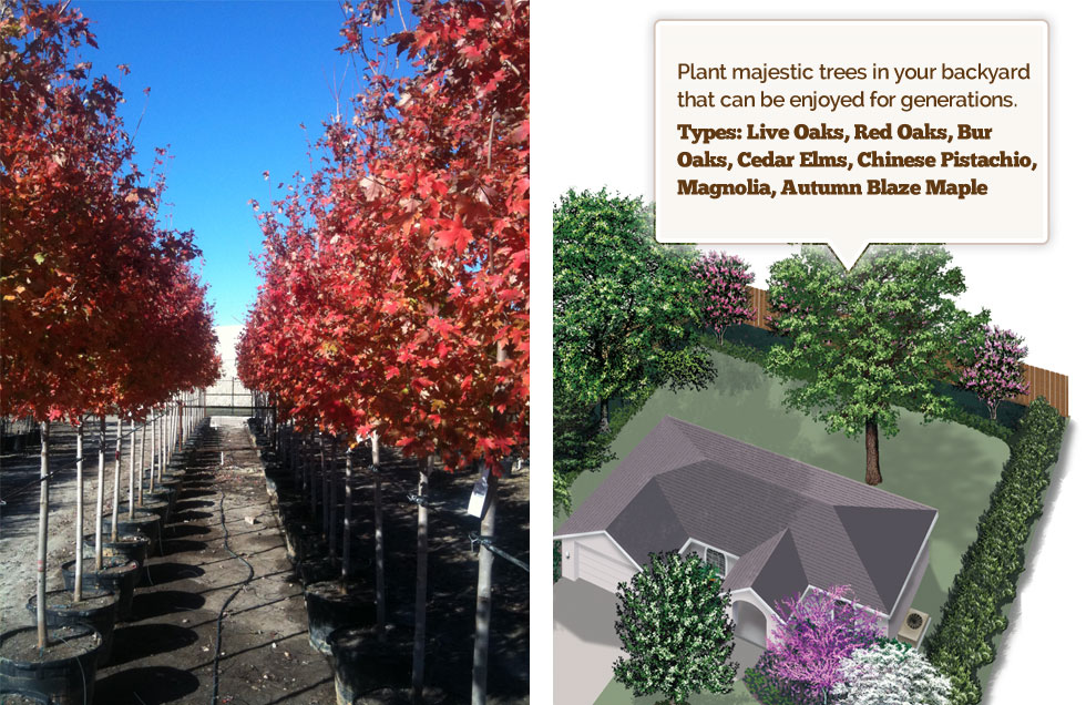 Autumn Blaze Maple