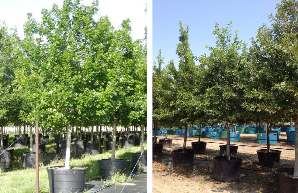 Shumard Red Oak