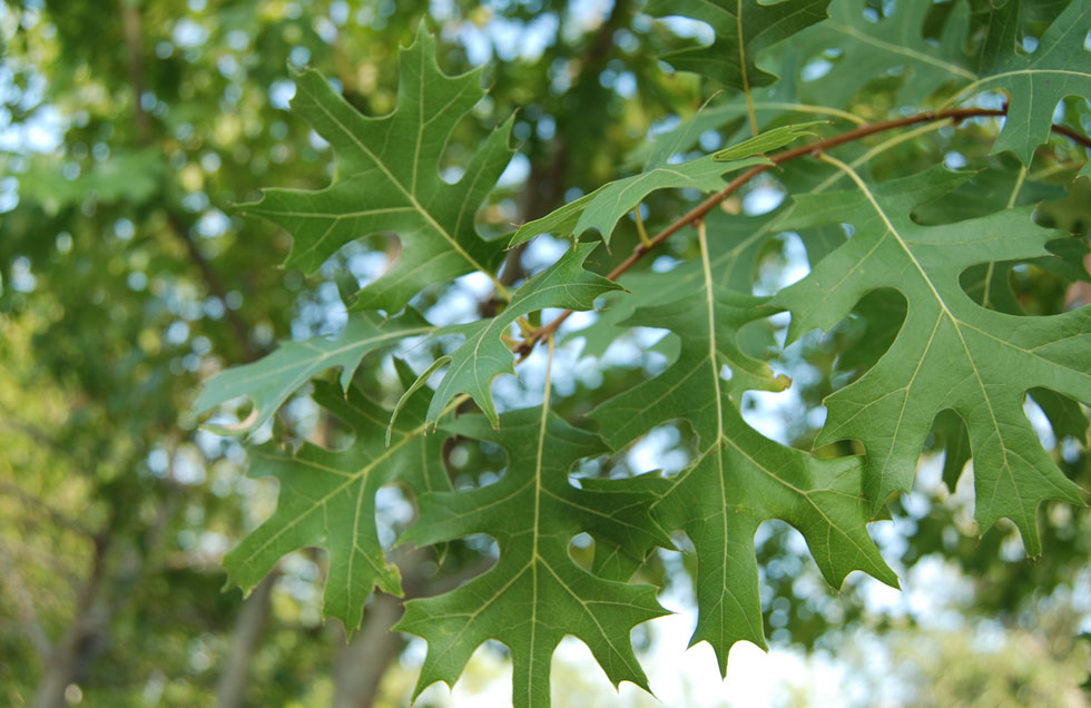 Shumard Red Oak