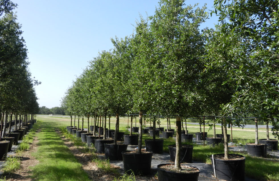Live Oak