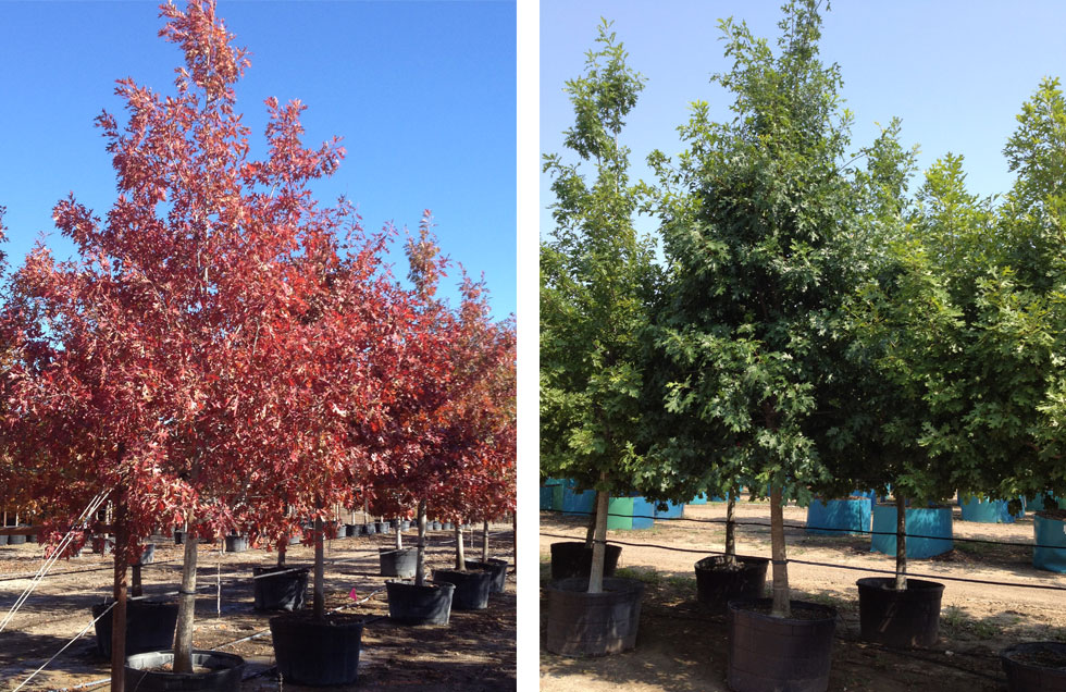 Shumard Red Oak