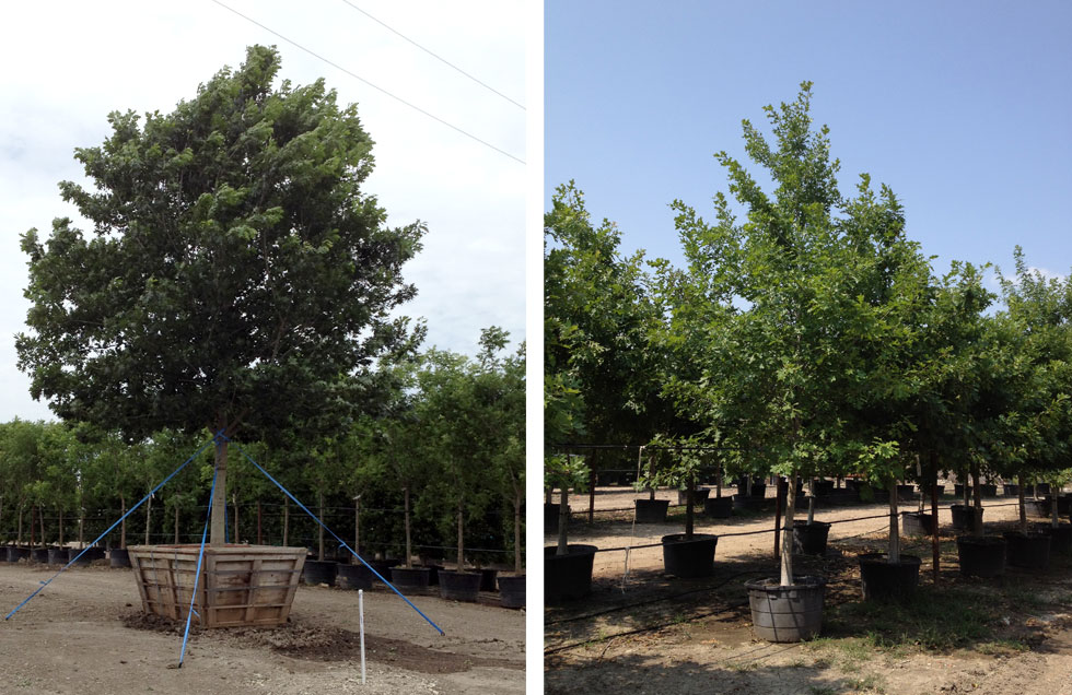 Shumard Red Oak